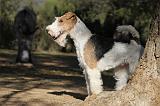 FOX TERRIER 443